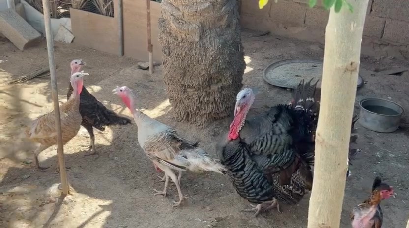 للبيع قريه الصكره ٤ فسيفسات بياضات وديج


**إذا كنت صاحب هذا الإعلان وتريد حذفه لأي سبب، رجاءا أرسل رسالة إلى الدعم الفني**