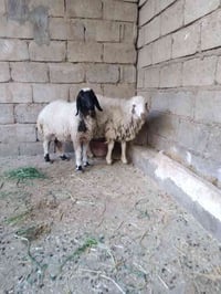 جوز دجاج • مربوطات • سديره الفياض