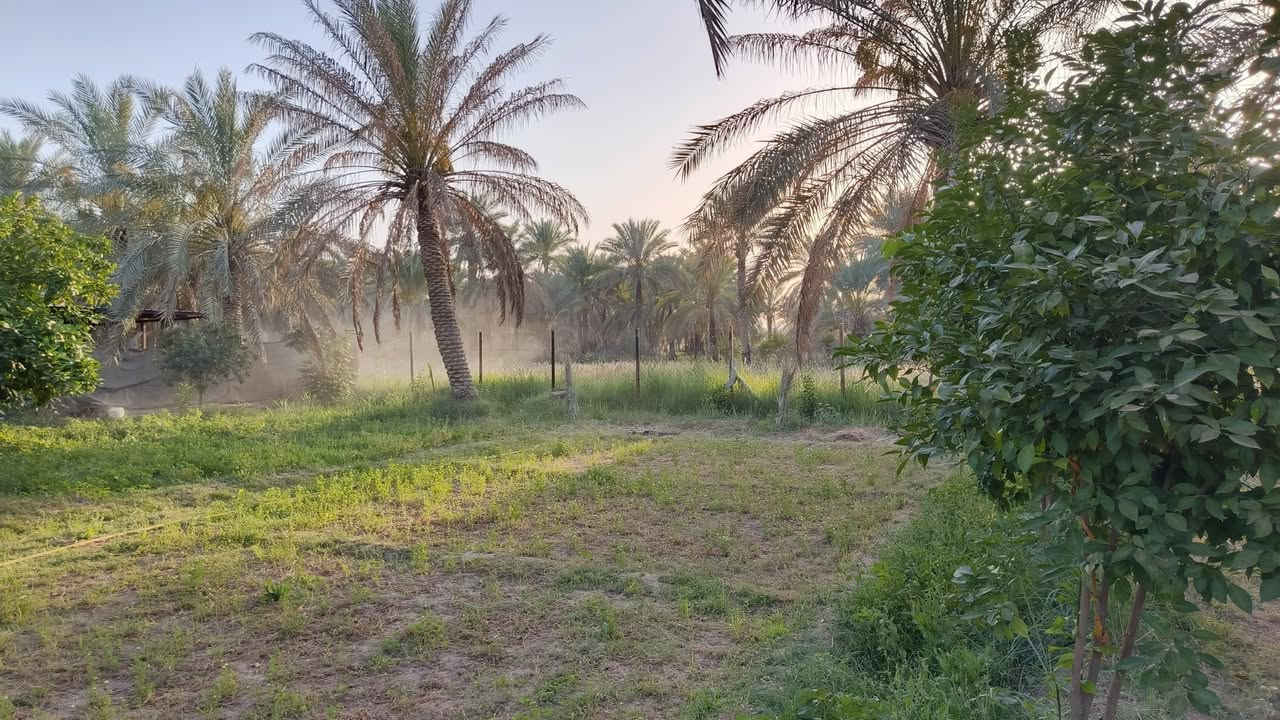 🔥 فرصة ذهبية للمستثمرين وأصحاب المشاريع 🔥

مزرعة + بيتين شبه كاملات للبيع
📍بابل السياحي – قرب الامام الحسن (ع) الياسية
فرع التبليط المقابل مجمع الأنباري  مباشرة

📐 المساحة: ٢ دونم
🛣️ شارع تبليط وتبعد عن الشارع العام ١٥٠ متر فقط
🌴 مزروعة نخيل وتين وحمضيات وأشجار متنوعة
🏡 بيتيـن شبه كاملات
✅ سند تحويل مباشر

✨ تصلح كمزرعة واستراحة عائلية
✨ وتصلح أيضاً للتقسيم إلى قطع سكنية واستثمار مضمون

الي يريدها مزرعة فهي جاهزة 🌴
والي يريد يقسمها قطع فموقعها ممتاز جداً للاستثمار 💰

📞 للاستفسار والتواصل: ***********
🏡 مكتب سيد حسن عرفان 🏡

