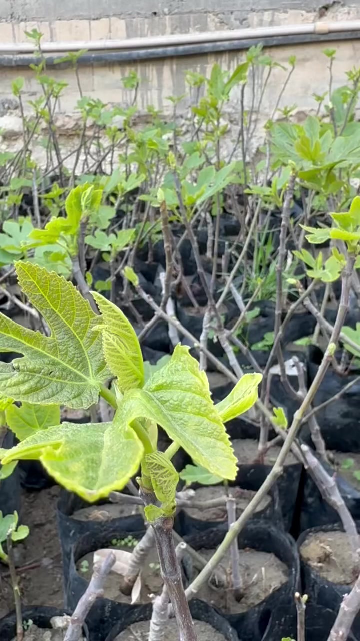 #مشتل_نور_الهدى  **يرحب بكم**
 شتل تين العبيد السعودي
#صنف غزير الإنتاج وطعم عسل مجرب ومزورع في حديثه من قبلنا ويحمل بنفس السنه ومتحمل لظروف الجويه ويمتاز بكبر حجم الثمار
#سعر الشتله 5 ألاف 
#نعطي ضمان بصنف 
اسماعيل. *********** 
احمد.     *********** 
العنوان محافظة الانبار- حديثة صعدة الحي العسكري 
مقابل سالم للادوات الاحتياطية / مجاور فلس ونص
توجد خدمة توصيل
