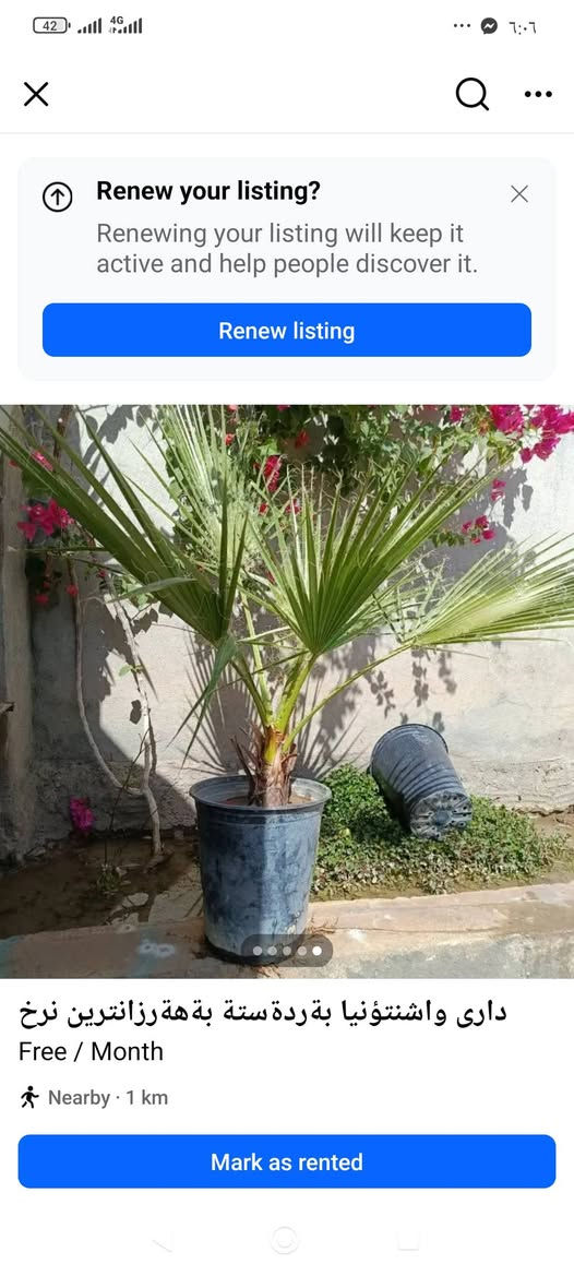 ‎دارى واشنتؤنيا بةردةستة بةهةرزانترين نرخ🌴🌴🏝️‎ اكر, نينوى


**إذا كنت صاحب هذا الإعلان وتريد حذفه لأي سبب، رجاءا أرسل رسالة إلى الدعم الفني**