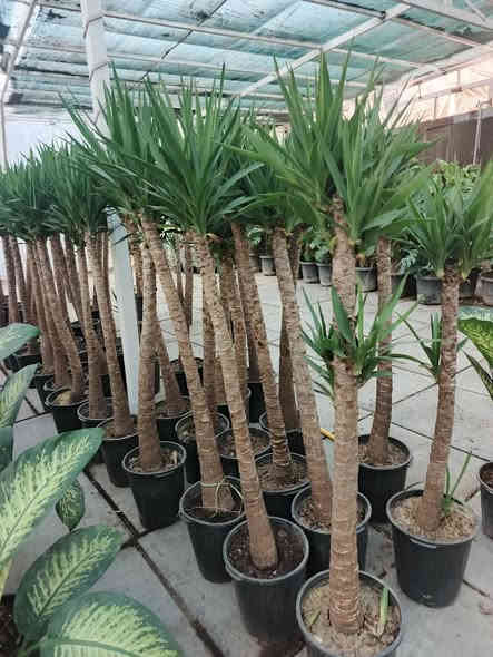 صور نباتات💕 تركيه ♥️من داخل #مشتل_النورين متوفر كميات كبيره وبأسعار مناسبه💞 
 عنوانه #شارع_الغطاس_خلف_المجمع_السوري 
 كذالك تتوفر خدمه توصيل داخل الصويرة فقط 
-----***********📞
📱
-----***********📞
