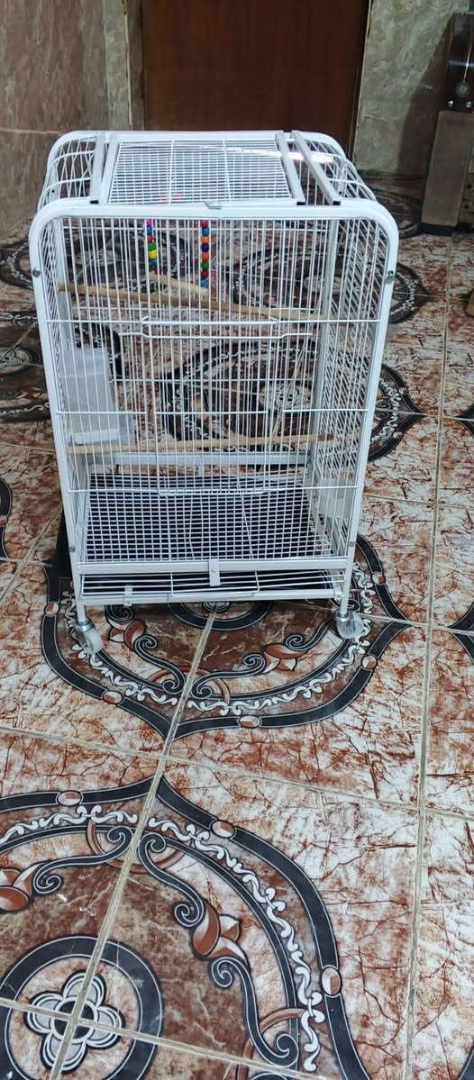 قفص 🥰🦜🦜
قياس 80*50
على اول تم 65🍏🌹


**إذا كنت صاحب هذا الإعلان وتريد حذفه لأي سبب، رجاءا أرسل رسالة إلى الدعم الفني**