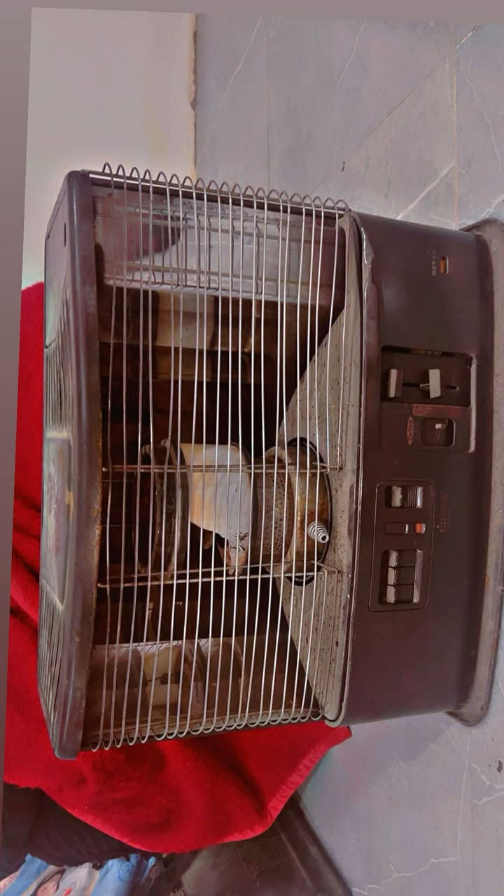 للبيع غساله اوتماتيك حجم ١٨
تغسل حته بطانيات ع فحص بس لاستيك مال الدكم مشلوعه 

قفص توصى خشب ابو الاناره
مال دجاج طيور وبي مجال هم كبير

صوبه نفطيه ام الكلن مكسوره الشيشه يحتاج تبديل،
السعر ١٦٠ كلهن وبي مجال بسيط العنوان الدولعي


**إذا كنت صاحب هذا الإعلان وتريد حذفه لأي سبب، رجاءا أرسل رسالة إلى الدعم الفني**