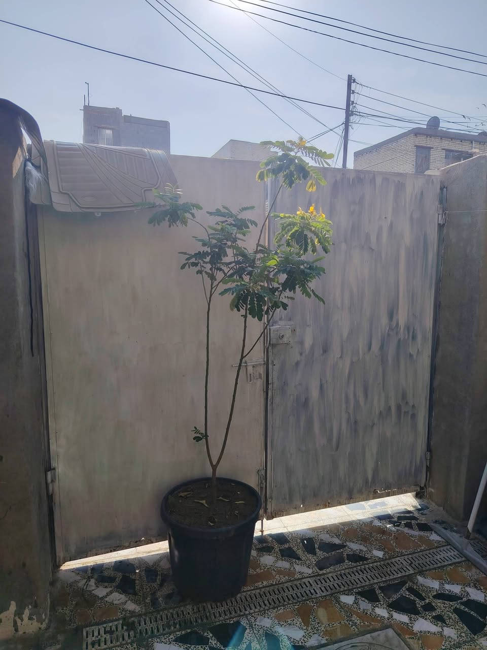 الي ما عنده حديقة هذه السنادين تفيده أكبر حجم رارنج صيني ورارنج عراقي وورد رازقي وبرتقال عراقي واكاسه ام الورد الصفر سعر الوحده ٣٥ الف الاتصال ***********
