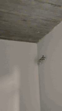 جوده العمل هدفنا😉👌

جميع انواع الديكورات ولاصباغ  وسقوف وبسعار مناسبه جدا للاستفسار ***********
ملاحضه عملنا متوفر داخل الانبار جميع لاقضيا
