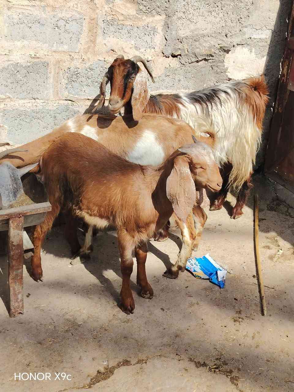 صخول للبيع ٤عشر وحده ورآها فحل ومعشره خير من الله صخول ناصحات وعلا كل عيب  سن وشطر وذراع وبيع شرع ومفرد مكاني بغداد التاجي السعر بل خاص والاستفسار تصل ***********
