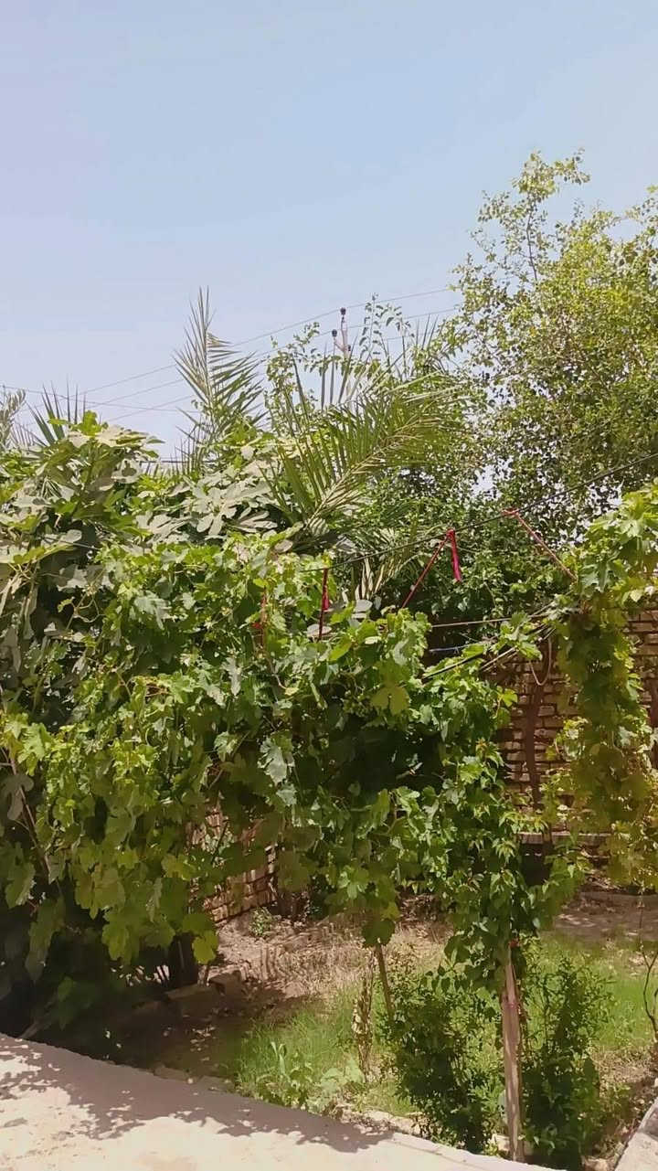 بيت طابو زراعي للبيع  طابقين المساحه 230  يتكون من ٤ اغرف نوم
العنوان حي بابل الزراعي جهت السايلو يبعد عن التبليط الجديد 200 متر 

السعر 75 وبي مجال قليل للاستفسار ***********
