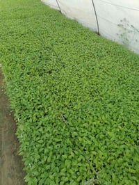 مشتل الرحمن • محموديه • شتلات طماطه باذنجان فلفل