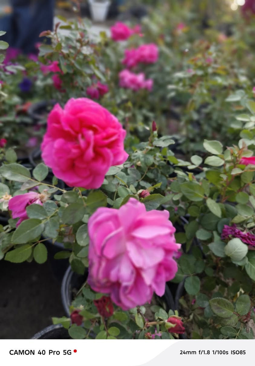 #وصول_الجوري_السلطاني_الفواح 😍

  زورونآإ تـ♥̨̥̬̩جـ♥̨̥̬̩دون مـ♥̨̥̬̩آإيسرگ♥̨̥̬̩مـ♥̨̥̬̩

#مشہتہلہ_الہناعہوريہ_لہنباتہاتہ_الہزيہنة👩🏻‍🌾
🏠﮼العنوان :-
#صلاح_الدين/#قضاء_الدور/#قرب_البانزينخانه

#للحجزوالتوصيل 🚘
يرجى الاتصال برقم الاستاذ سعيد☎️
‭+٩٦٤ ٧٧٠ ٢٠٥ ٥٩٦٤‬


**إذا كنت صاحب هذا الإعلان وتريد حذفه لأي سبب، رجاءا أرسل رسالة إلى الدعم الفني**