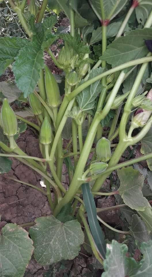 توجد لدينا بذور باميه فرنسيه الاربعينيه متعهده شرط التعهد والإنتاج لون فاتح للثمر علوها شبر تنتج للإستفسار ***********
