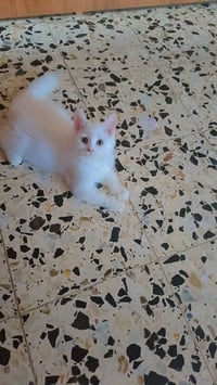 قطط • للتبني • ذكر وانثى