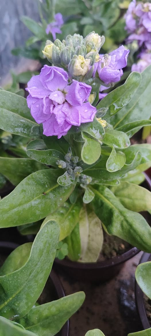 ازهار موسمية 
منثور عطري و بيتونيا و مينا سعر السندان الف دينار 
شقائق النعمان بري ١٥٠٠
تنتج بذور نهاية الموسم 
توصيل فقط لاغلب احياء الموصل 
في حال طلب عشر سنادين فما فوق يكون التوصيل مجاني
للطلب يرجى مراسلة الصفحة


**إذا كنت صاحب هذا الإعلان وتريد حذفه لأي سبب، رجاءا أرسل رسالة إلى الدعم الفني**