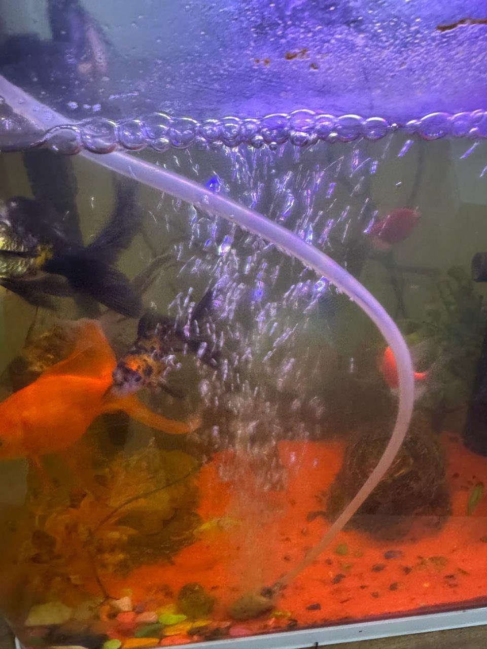 حوض سمك
بي فلاتر 2 
وبي ماطور اوكسجين
وبي هيتر
وبي اسماك مشكل كبار وصغار
وسمكتين كبار ماخذ لوحدة ب 50 الف 
السعر 150 وبي مجال للشراي


**إذا كنت صاحب هذا الإعلان وتريد حذفه لأي سبب، رجاءا أرسل رسالة إلى الدعم الفني**