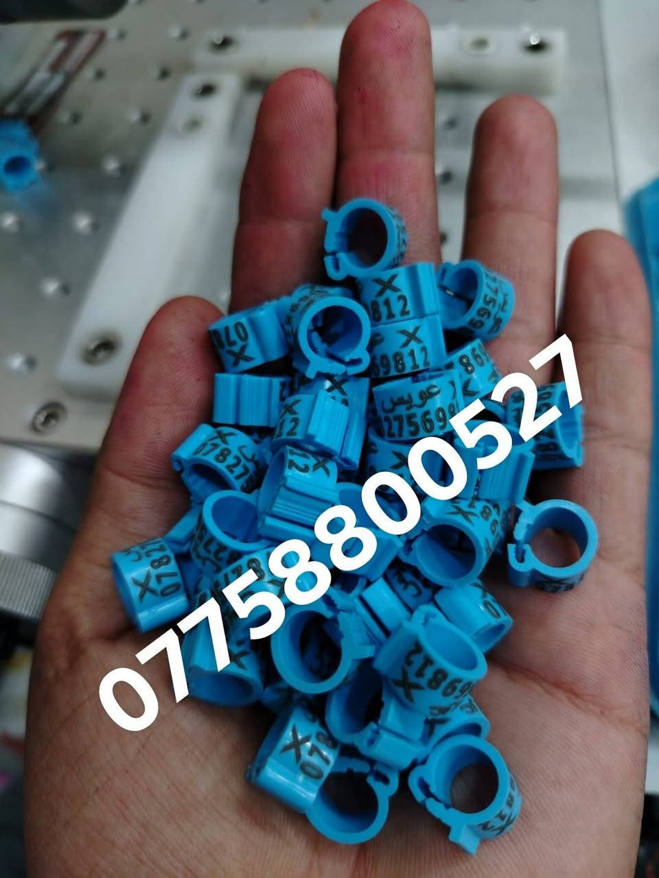 حجل طيرك وبسعار تنافسيه وشغل مضمون 👇❤️ حجول  وتوصيل لكل العراق والخبره بلعمل
من رخصت لمشرفين تريد حجل اصلي  ❤️ يوجد لدينا كل ماهو جديد عمل جميع  انواع حجول رابطه ستندر بنواعها حمام اللوت والزاجل والرافل والحمر وتور تيدي وطيور الزينه وباقي الطيور  بكافة انواعها  المغرد جاوه وبلابل  وفجانس وكناري وبادجي هاجرمو  وكوكتيل والدره وغندور وروز والحمام الملكي  ودجاج ومختلف النوعيات الالوان والموديلات حسب طلب الزبون الحجول والقياسيات موجوده بنواعها وتلبيس لطيور الكبار موجود حسب الطلب
الموثق والمفتوح وقراصات و المنيوم مفتوح الشغل درجة أولى حفر ليزر وحجول  والطيور بانواعها ملاحظه يوجد لدينا حجول زينه تراجي وحجل جرس خرخاشه واشرات وباقي الحجول بنواعها لكافه لطيور توجد خدمه توصيل لباب لبيت لجميع المحافظات العراق 🚕🚕 بسعر مناسب جدا للحجز مراسلة الصفحه او واتساب📱📞او الاتصال علئ الرقم او وتساب ملاحظه خبره بلعمل أكثر من 10 سنوات احذر التقليد 😍 لاتنسه لايك ومتابعه للحساب هدفنا تطوير الهوايه ولطيور لتعارف 😘 

***********
***********
