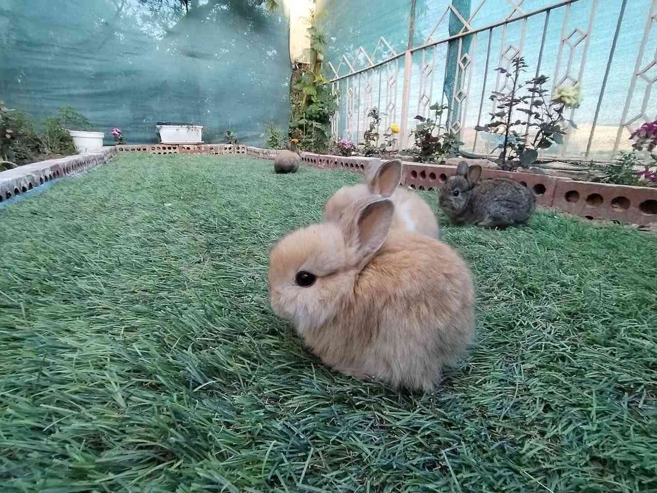 متاح ارانب أمريكيه مال زينه صغار عدد ٣ زواج اليفات فول جمال ما شاء الله تبارك الرحمن
سعر الزوج ١٠ قفل
مكان تكريت القادسية
رقم ***********
ابهاتهن هم للبيع موجودات
