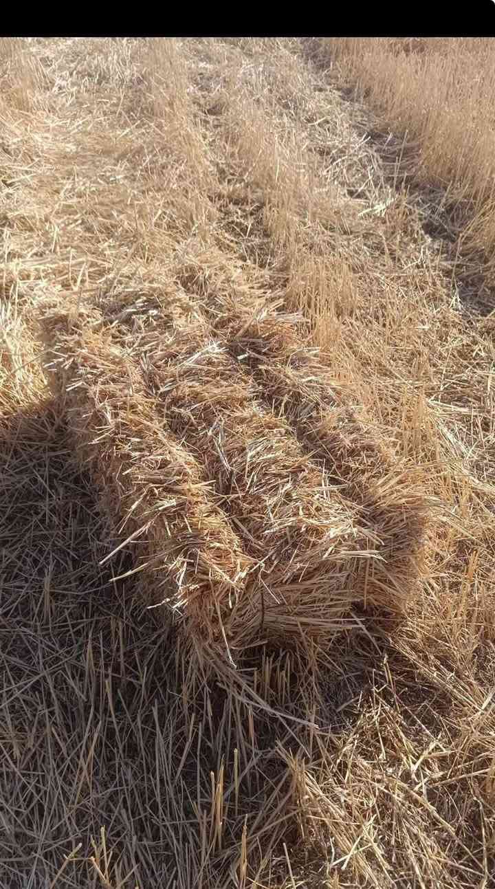 سلام عليكم. يوجد كابسه 
لكبس التبن


**إذا كنت صاحب هذا الإعلان وتريد حذفه لأي سبب، رجاءا أرسل رسالة إلى الدعم الفني**