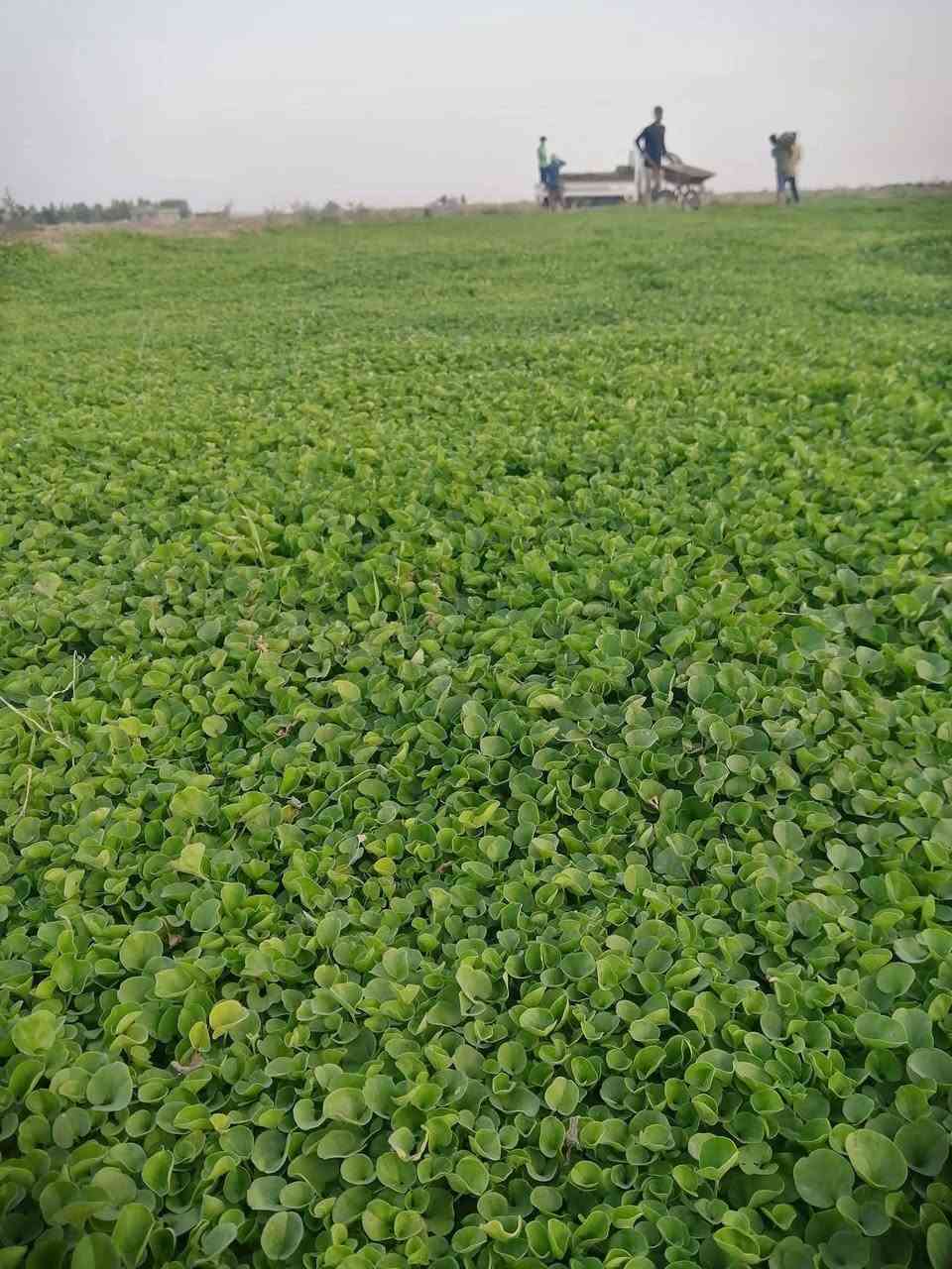 زبائننا الكرام ترحب بكم #شركة_الوسيم_لتجهيز_الثيل_الطبيعي
#الاول والاكثر خبرة  في زراعة الثيل الطبيعي في كافة أنحاء   
#العراق 
متوفر كافة انواع الثيل الطبيعي 
الثيل الامريكي🌿الثيل الهندي🌿الثيل الايطالي 🌿الثيل الفرنسي
مع كادر مختص يجيك لباب بيتك
بسعر مناسب وكفاءة عالية
نجهز كل انواع الحدائق
والملاعب والمتنزهات 
والمشاتل ودوائر الدولة
الاسعار تختلف بختلاف النوع
يوجد توصيل سريع لكافة المحافظات

للطلب او الاستفسار التواصل مع الصفحة او الاتصال على الرقم التالي
***********
