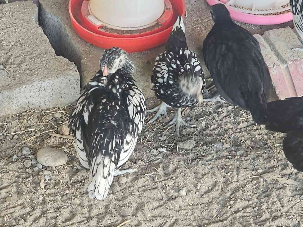🔥 من حلال محمية الخير 🔥
🐔 متوفر أفراخ سبرايت ميرنكا أبيض وأسود ✨
📌 العدد: 4
🐓 الدياكة: 2
🐔 الدجاجات: 2
📌 العمر: شهرين تقريباً
💰 السعر شلعة: 150 ألف قفل
💪 صحة ونشاط فوووول
📍 العنوان: صلاح الدين / بلد
📩 للاستفسار مراسلة البيج أو الاتصال
📞 ***********

