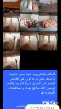 جص كرمه او نجف على الفحص وحمل فول وسعر مناسب جدا شرط تفحص ياله تنزل اذ...