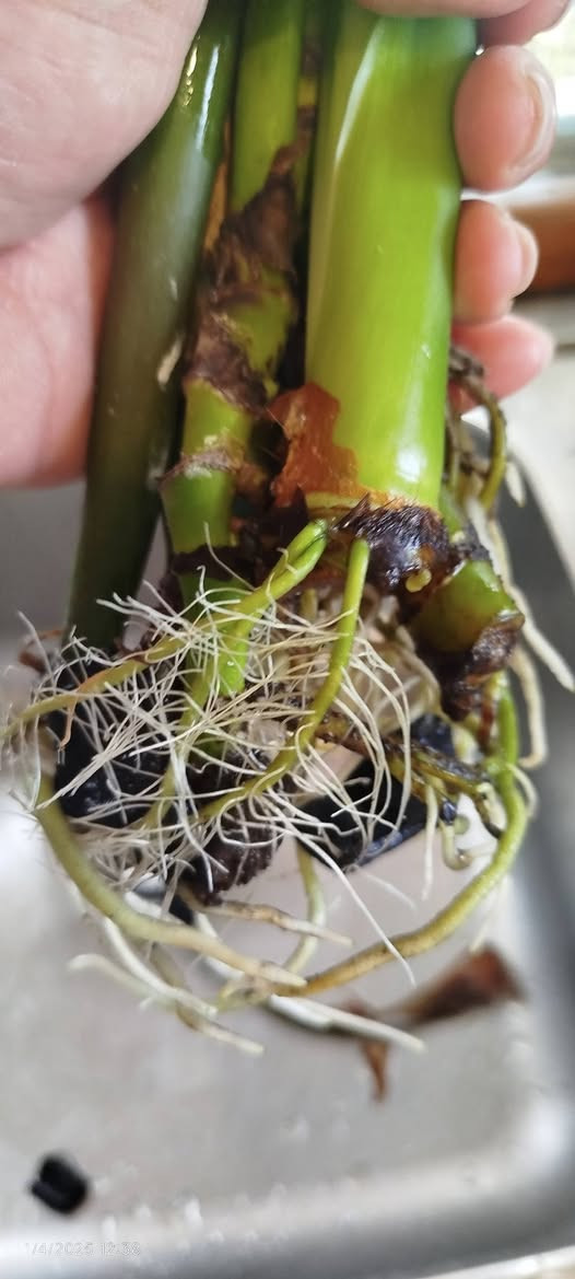 لأنّ حلالك ونباتاتك تهمك وتهمنا.. نحن ايضا سمعتنا تهمنا لان الصدق والامانة رأس مالنا! نعرف تماماً أن السوق أصبح مليئاً بالعروض، ونعلم أن الكثير منكم تعرض لخيبة أمل بسبب أسمدة مغشوشة أو وعود زائفة من صفحات غير موثوقة.
​نحن في [ فواز المولى أسمدة الزراعية المائية ] لا نبيعك مجرد كيس سماد، نحن نبيعك "نتائج" تسرّ خاطرك و"أمانة" نتحمل مسؤوليتها أمام الله وأمامك.
​لماذا تشتري منا وأنت مطمئن؟
✅ الضمان الذهبي: حقك في استرجاع المبلغ بحالة لميثبت المنتج جودة ترضيك
✅ الأصالة أولاً: جميع أسمدتنا من مناشئ عالمية ومحلية رصينة، ومعززة بشهادات التحليل والباركود الأصلي.
✅ تجربتنا برهاننا: نحن لا نعرض منتجاً إلا بعد اختباره وتوثيق نتائجه مع نباتاتي الخاصة.
✅ لسنا مجرد صفحة: نحن متواجدون معكم بخبرتنا الاستشارية لنعطيك السماد الذي يحتاجه زرعك فعلاً، وليس الذي نريد بيعه فقط.
​رسالتنا لكل مزارع ومحب للزراعة:
الغش قد يربح صاحبه مرة، لكن الصدق يبني جسوراً لا تنقطع. جرّبنا مرة، وستعرف الفرق في جودة المنتج وبركة الزرع. لمشاهدة اراء الزبائن
➡️ شاهد رأيهم عن جودة المنتج عبر هذا الرابط:
https://www.facebook.com/share/p/19KXWLJ11S/
​📍 موقعنا: [موصل سايدين حي العامل]
📞 للتواصل والاستشارة: [***********] واتساب
🚚 خدمة التوصيل متوفرة لكل المحافظات مع ضمان استرجاع المبلغ بحالة لم تثبت جودته 
#فواز_المولى
