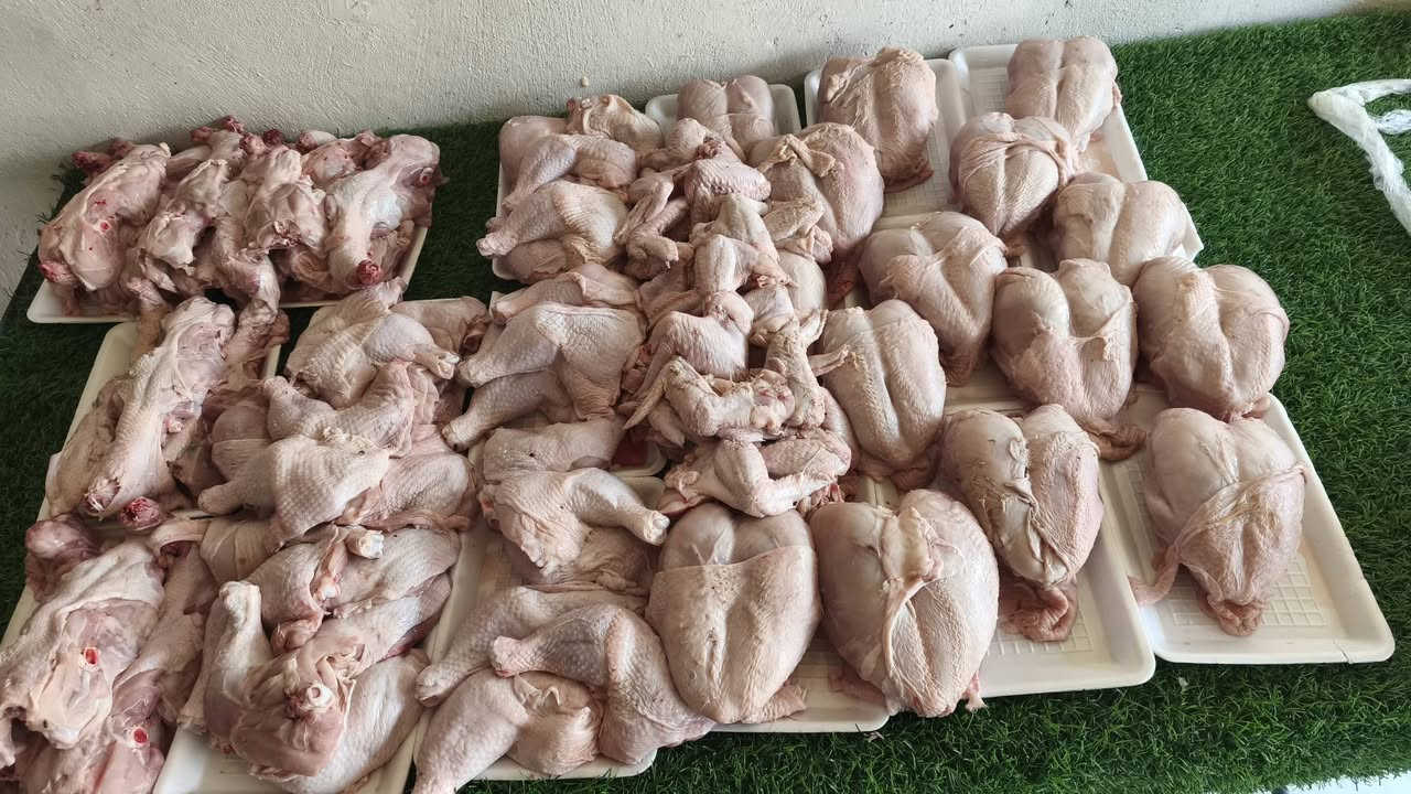و یوجد لدینا تفسیخ دجاج درجه
 اولیییی مال الیوممممممم بارخص سعر🔥🔥🔥🔥🔥🔥
صدر5750😱😱😱
فخذ4500😍😍
جناح4000😱
قفص صدری ویا رکبە و ضهر1500😱
کبد6000دینارررر‌😱😱

و یوجد لدینا توصیل لکافە مناطق طوززززز‌🔥🔥🔥🔥
***********

عنوان:🖤من فرع تجنید الی بجانب مرکز شرطە تصعد لجبل حتی توصل لبدایە سایدین احنی مقابل شیرزاد قصاب وقریب من مدرسە فتوە و کباب جمال
♦♦♦♦♦♦
ناونیشان:🖤هەر لە دوکانە شکاوەکان دێیە خوارەوە لەسەر دوسایتەکە بەرامبەر شێرزاد قەساب دوکانەکەی دیار.

snabلنعغاێاkdkdkdkdkReieieehhhfg5jjr4hhTrrjrjhhh
