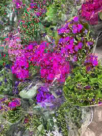 مشتل علي منار • مشتل • نباتات