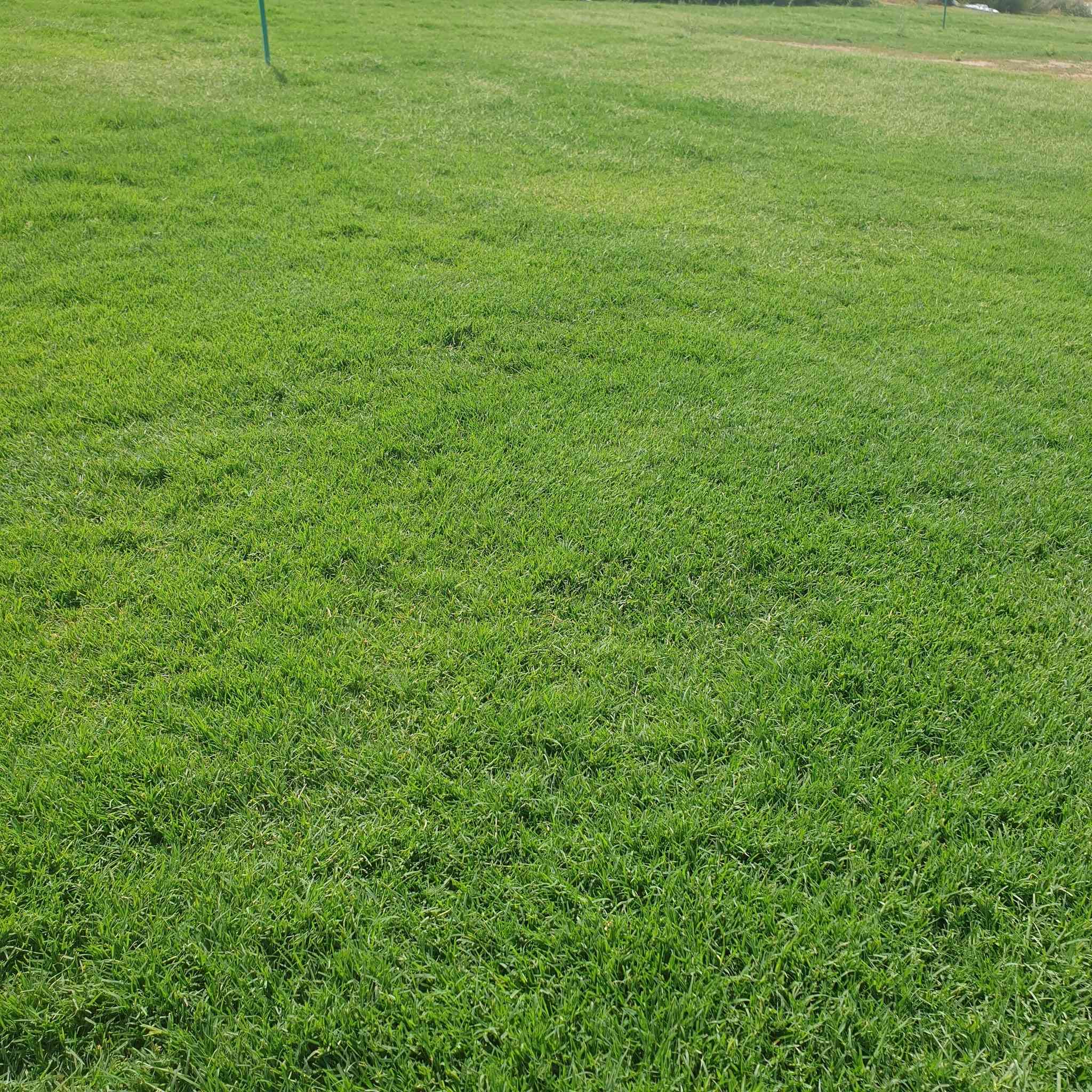 مرحبآ بكم في مجموعه مزارع ديالى لثيل الهندي الطبيعي 🌿🌱
 نقدم لكم افضل انوع الثيل الطبيعي عالي الجوده يتحمل كافه الظروف البيئية.🌦️🌞
دائم الخضرة🌿🌳 وباسعار تنافسيه وعروض مميزة ☘️❤️
#مستعدون لتجهيز وفرش الحدائق🏡 ودوائر الدولة🏡والمنازل🏡🏡
و تجهيز الملاعب🏟️ والمنتزهات بانسب الاسعار مع #ضمان الجودة العالية في العمل👷👷

مع خدمة التوصيل خلال24ساعه🚛🚛
#الاسعار 💵💸 تختلف حسب الكمية 

 التواصل مع الصفحة عن طريق ارسال رسالة  او الاتصال
 #بصرة #عمارة #ناصرية #بغداد #ديالى #دهوك #اربيل #سليمانية #نجف #الانبار #
***********اتصال
***********اتصال
