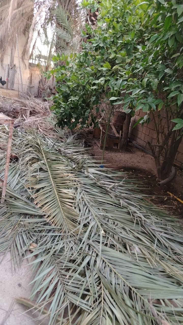 السلام عليكم  . متوفر سعف نخل كميه الي يحتاجه الله محيي


**إذا كنت صاحب هذا الإعلان وتريد حذفه لأي سبب، رجاءا أرسل رسالة إلى الدعم الفني**