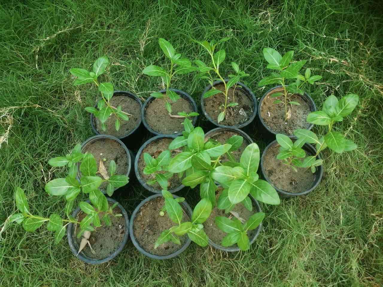 عين البزون (vinca)
هي شجيرة دائمية يصل طولها إلى اكثر من متر
تحب الشمس و تزهر في الربيع حتى الخريف
يكون شكل الزهرة مميز و جميل إضافة إلى الالوان الرائعة

من اعجبته النبتة و يريد شرائها الأن هي للبيع
يوجد في كل سندانة شتلتان واحدة كبيرة قريبة من الازهار و الثانية صغيرة قد تملك ستة اوراق
السندانة بالف


**إذا كنت صاحب هذا الإعلان وتريد حذفه لأي سبب، رجاءا أرسل رسالة إلى الدعم الفني**