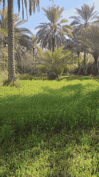 اللهم صلي على محمد وآل محمد.  دونمين طابو زراعي سند ٢٥  . (تحويل اسهم)...