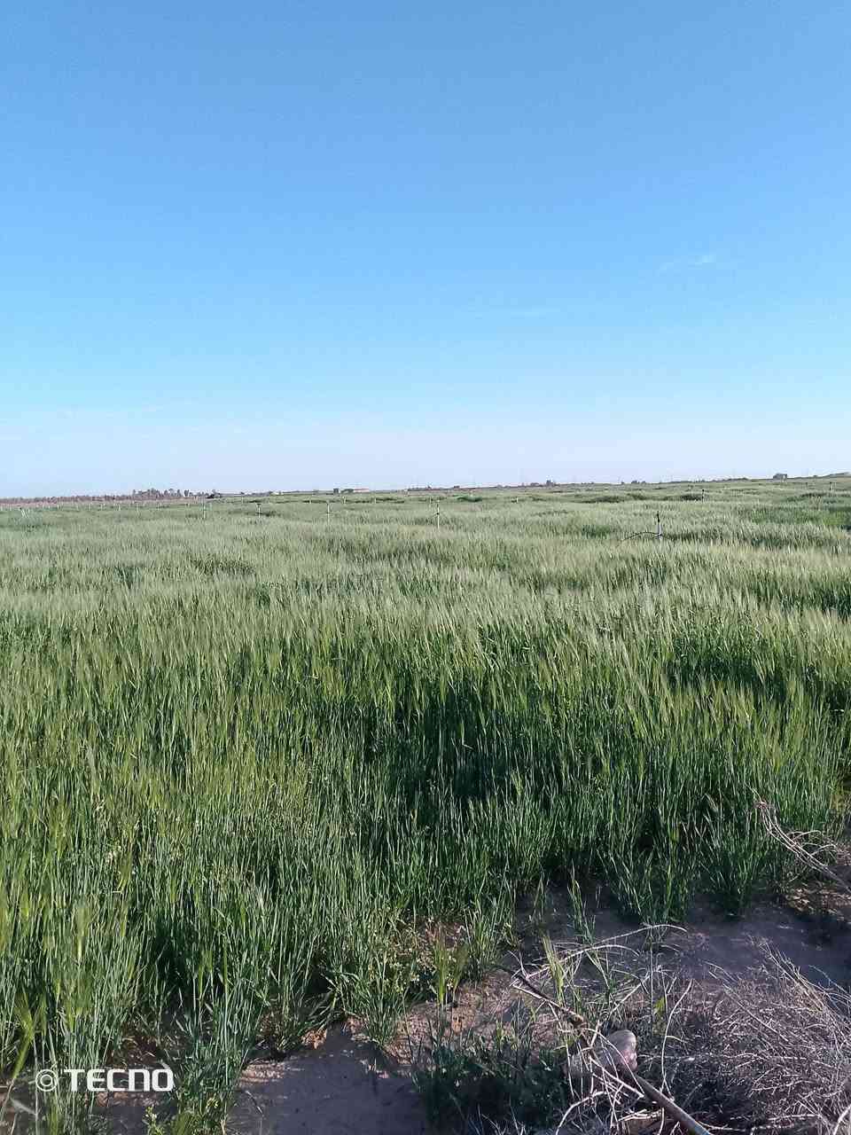 سلام عليكم عندي مزرعة للبيع 45دونم بيه حنطه15 دونم 4دوانم.شعير.بيه.طماطه.صيفي150مشعاب 
250بصل حديد جاهزه من كلشي.مولده بيه يم.عمود947
 كهرباء.***********6.***********
