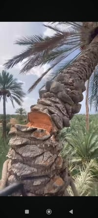 عيوني .نشتغل قص النخيل التعبانه والموثره في بل بيت بأسعار مناسبة داخل ...