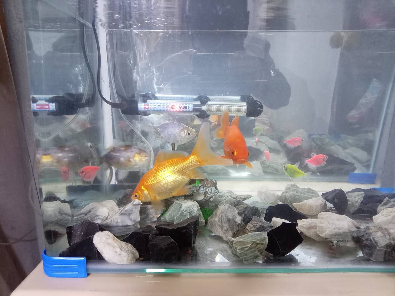 حوض سمك للبيع قياس ٥٠ طول  ٣٠عرض ٣٥ارتفاع يحتوي على ٩سمكات ٤ كبار و٤ صغار ا كناس و حلزون مع غطاس وجهاز تدفئه السعر ٦٠ وبي مجال ***********و***********
