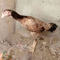 دجاج هراتي • اصلي • ابو غريب الشهداء