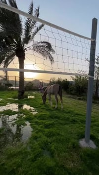 مزرعة الزعفران الشاطئية موثق في تطبيق أجرلي متوفر حجز اغلب ايام الاسبو...