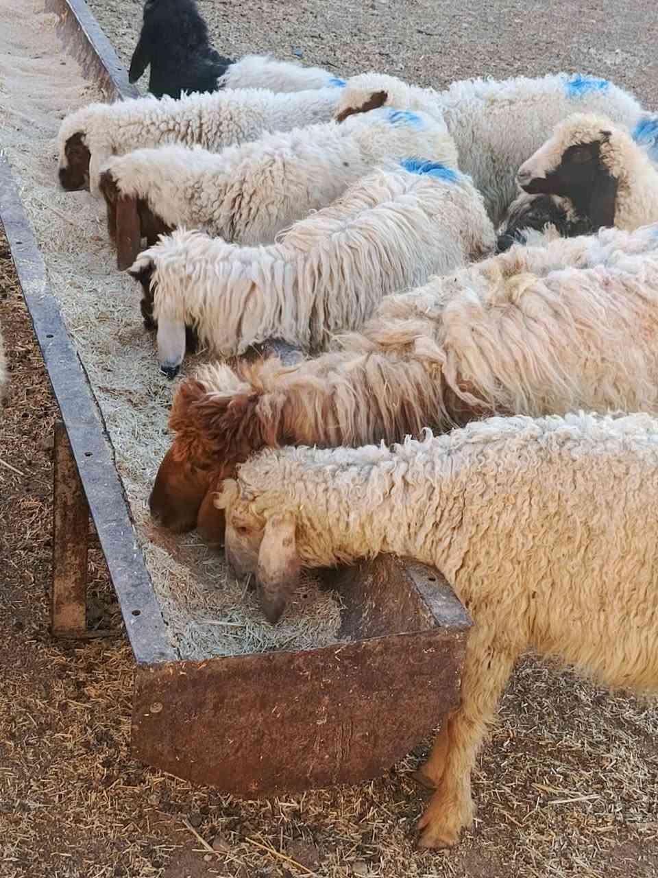 يوجد طليان و فطايم مال جنيه شرط نصاحه المكان بيجي سعر الوحد 150الف قفل رقم الهاتف ***********.  ***********
