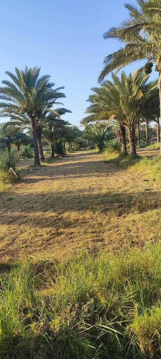 يعلن مكتب الكرعاوي اللعقار أرض زراعي سند25 بستان ٢٠٠ نخله مع بيت المساحه ٨ دونم العنوان سدر دغاره يم سكة القطار تصال على رقم ***********
