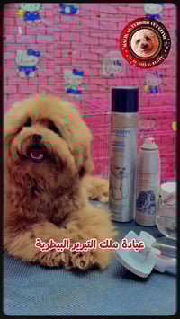 بسكت الحلوة 🤎🍪🐩 سبح 🛁 مع حلاقة قصة بالمقص ✂️  للاستفسار الاتصال : 0771...