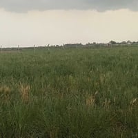 يتوفر دونم طابو ملك صرف العنوان المدائن الجعاره شارع سيد علي  تفاصيل ا...