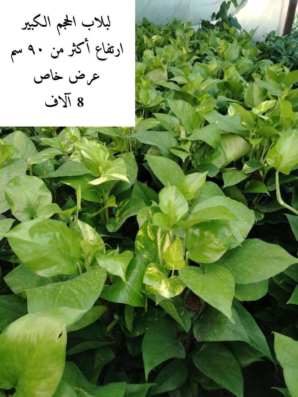 #ليس_الفخر_ان_تبيع_ل_٥٠_زبون🥰
                                 #بل_الفخر_ان_يعود_الزبون_٥٠_مره😍

#العنوان

الانبار / الرمادي / قرب مدخل شارع خاشع من جهة المدارس مقابل جامع هارون الرشيد

#للحجز_والاستفسار_مراسلة_موظفة_التجهيز *********** واتس اب حصرا
