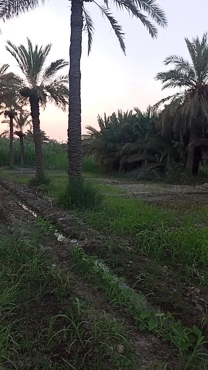 بستان للبيع 
 في منطقة ال بعظم 
يبعد عن الشارع الرئيسيي 50 متر
 على اليمين 
 بين الجسرين على طريق ياحسين 
 البستان يحتوي  على 40 نخله 
مع نشوات عدد 8 ومزروع نخل صغار 
مع حمضيات   مخدوم ومزروع بستام مرتب وحلو وكتعوب عليه   مسيج بلوك وبي ارسي يقع على جتف النهر المصفر 
 مع دارين كل دار مساحته 160 متر
 اضافة براني 40 متر مع صحيات 
مع حقل 160 متر 
الطول 140 متر 
العرض. 31متر من جهة الشرق 
19 متر من جهة الشمال 
البستان  عقد زراعي قرار 117 
 السعر 225 مليون  
الشراي يتواصل  وياي وبخدمته
 ***********
***********
سيد عامر النوري
