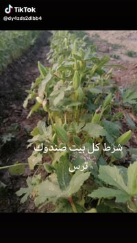 بذور بانيه • مضمونة الإنتاج • واسط