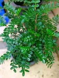 بخور مريم • نبات عطري • شتلة