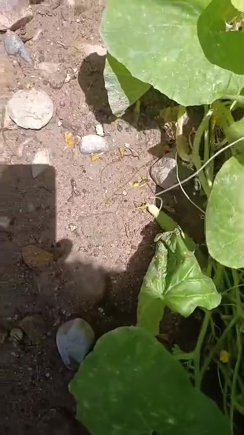 ***********لحجز وساب ستخدمه لنخيل لورد لشجار مجذر ومنشط ومبيد فطري نطيك ضمانك يمي البصره قضاء المدينه يوجد توصيل مجاني صيطره سيد ربيع بني منصور الهوير التصال ***********
