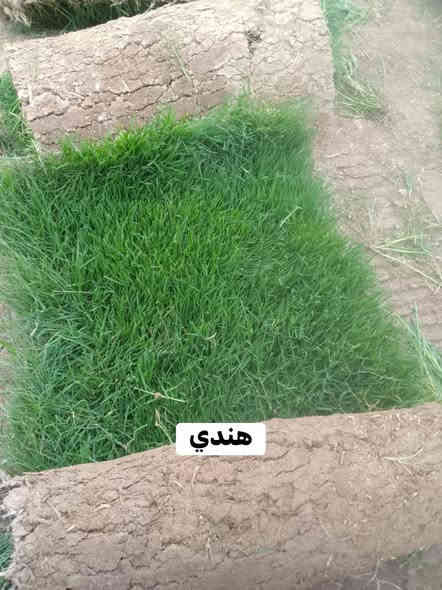 يوج لدينا ثيل طبيعي جميع الانواع وتوصيل مجاني لجميع المحافظات وعمل المرشات وبانسب الاسعار  
لتواصل *********** او واتساب
