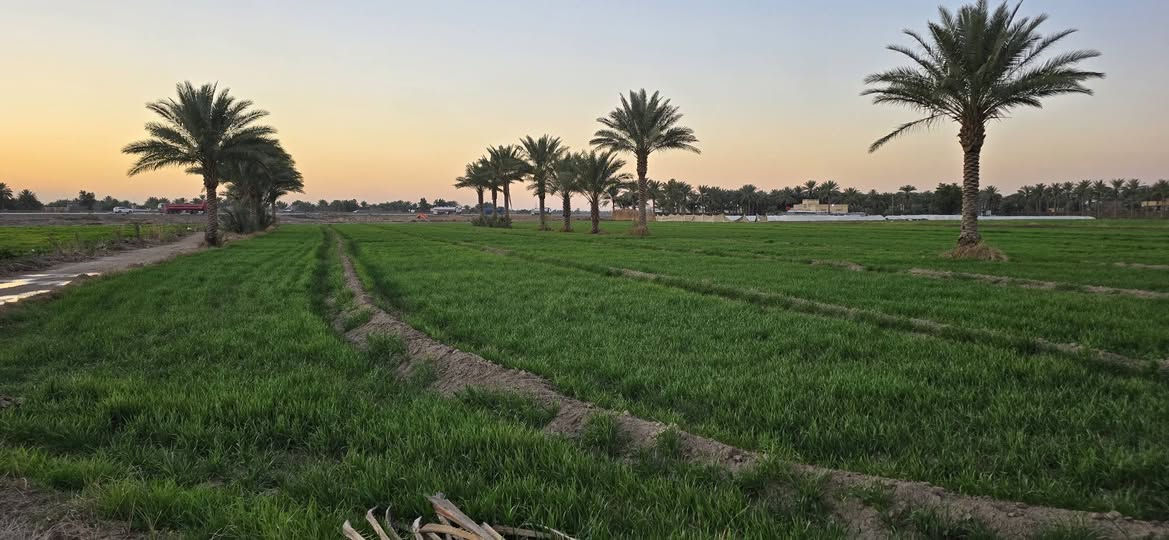 السلام عليكم ارض زراعيه المساحه 6 دونم اصلاح زراعي تحتوي على 27 نخله زهدي حمال الموقع الشوملي قرب جسر الحمزه شوملي تبعد عن الجسر 350 متر وعن سريع بغداد بصره 100 متر الارض صالحه للزراعه مع وجود دار سكني يحتوي على غرفه وصاله واستقبال وحقل مساحته 15 متر 
الخدمات 
ماء اساله 
كهرباء 
ماء سقي 
للاستفسار الاتصال ع الرقم 
***********
