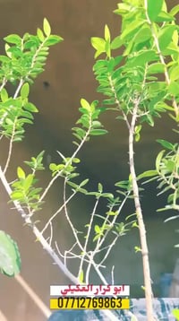 خلفه جص وبورك وسمنت درجه اول متفرغ حالين ل اتصال عله هذه الرقم 0771276...