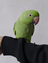 ببغاء درة هندي للبيع اليف وبصحة جيدة عمرة 7 اشهر  رقمي 07777471656