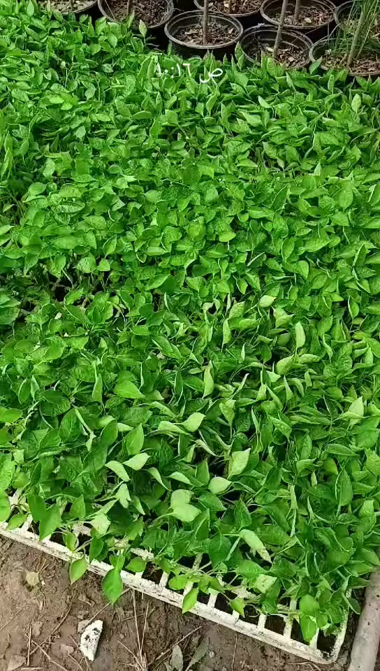 دايات باذنجان ،،،،طماطه،،،فلفل حار -بارد
العنوان بابل لمسيب شارع ابو لجاسم نهايته قرب التفصيخ للسيارات القديمه مشتل رسول الزراعي 
***********
